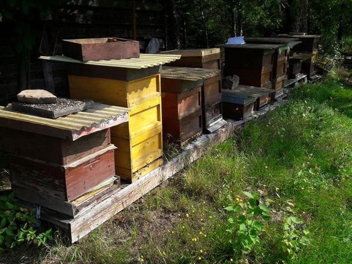 SchömbergHaus Zur Bienenweideアパートメント エクステリア 写真